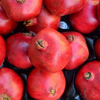 Punica granatum