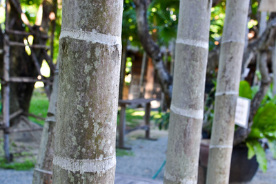 Areca catechu