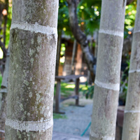 Areca Palm  