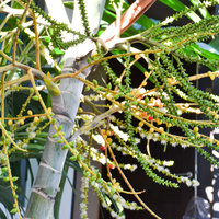 Areca catechu