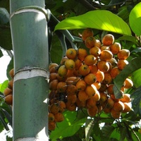 Areca catechu