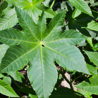 Ricinus communis