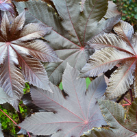Ricinus communis