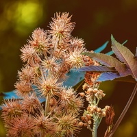 Ricinus communis