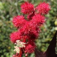 Ricinus communis