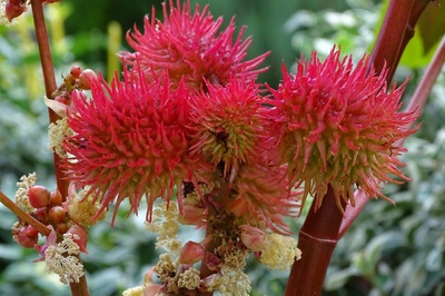 Ricinus communis