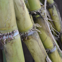 Saccharum officinarum