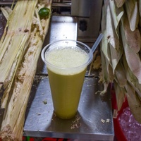Saccharum officinarum