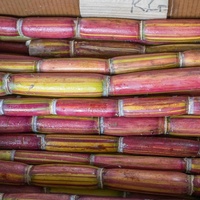 Sugarcane