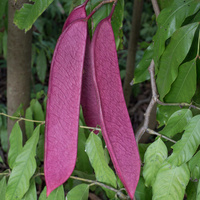 Saraca indica