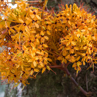 Asoka tree