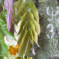 Saraca indica
