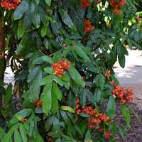 Saraca indica