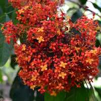 Saraca indica