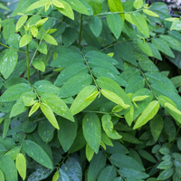 Leaf asparagus