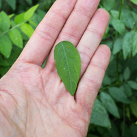 Sauropus androgynus