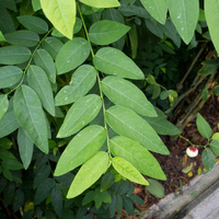 Sauropus androgynus