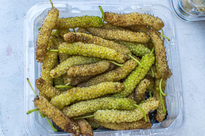 Morus alba