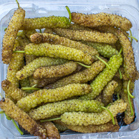 White mulberry