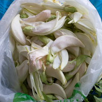 Sesbania grandiflora