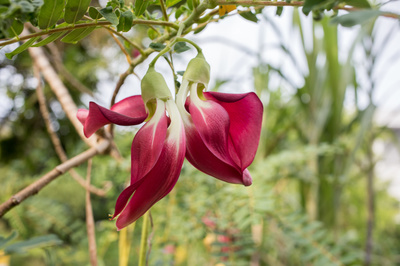 Sesbania grandiflora