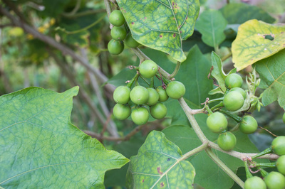Solanum torvum