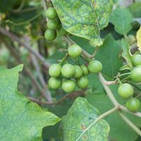 Pea eggplant