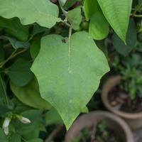 Solanum torvum