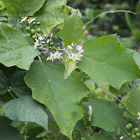 Solanum torvum