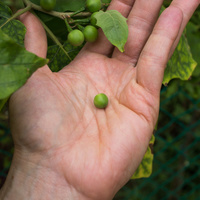 Solanum torvum