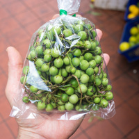Solanum torvum