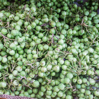 Solanum torvum