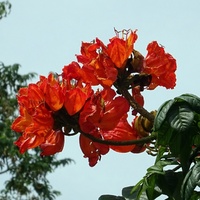 Spathodea campanulata