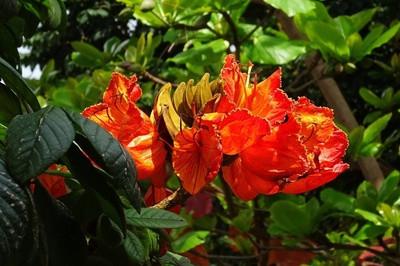 Spathodea campanulata