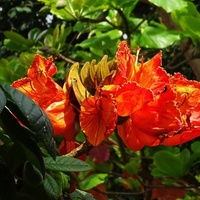 Flame of the Forest