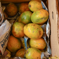 Spondias dulcis