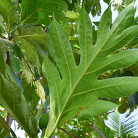 Artocarpus altilis