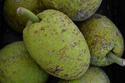 Artocarpus altilis