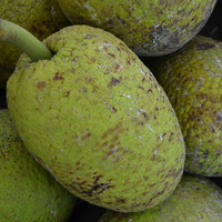Breadfruit