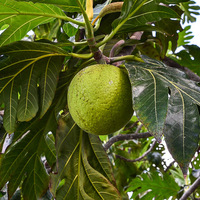 Artocarpus altilis