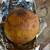 Artocarpus altilis