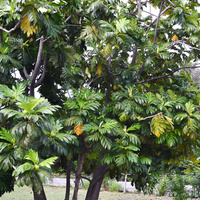 Artocarpus altilis