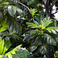 Artocarpus altilis
