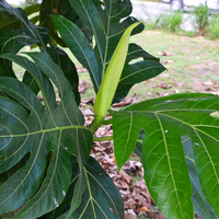Artocarpus altilis