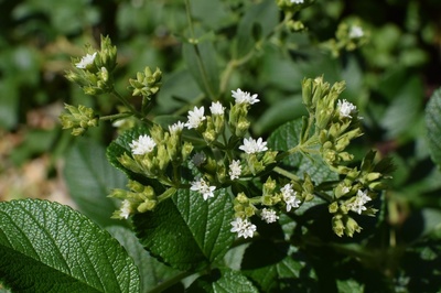 Stevia rebaudiana 