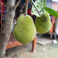 Artocarpus heterophyllus