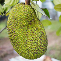 Jackfruit