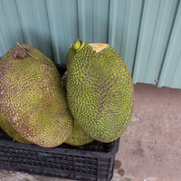 Artocarpus heterophyllus
