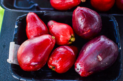 Syzygium malaccense