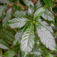 Tabernaemontana divaricata 